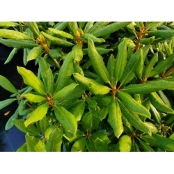rododendrony 35 L, rhododendrons 35 container