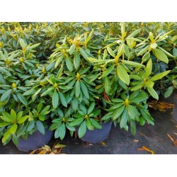 rododendrony 35 L, rhododendrons 35 container
