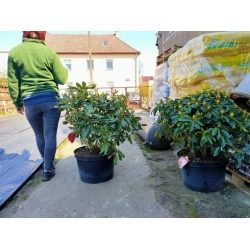 rododendrony 35 L, rhododendrons 35 container