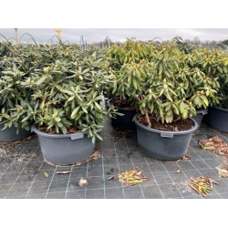 rododendrony 50 L, rhododendrons 50 container