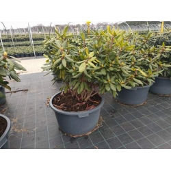 rododendrony 50 L, rhododendrons 50 container