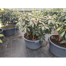 rododendrony 50 L, rhododendrons 50 container