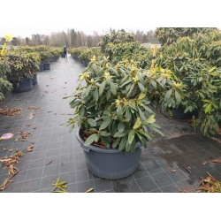 rododendrony 50 L, rhododendrons 50 container