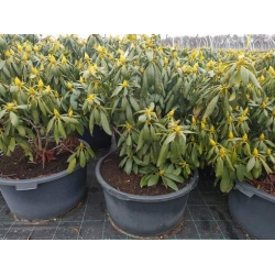 rododendrony 50 L, rhododendrons 50 container
