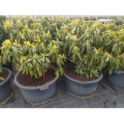 rododendrony 50 L, rhododendrons 50 container
