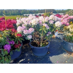 rododendrony 50 L, rhododendrons 50 container