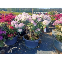 rododendrony 50 L, rhododendrons 50 container