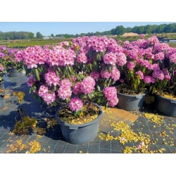 rododendrony 50 L, rhododendrons 50 container