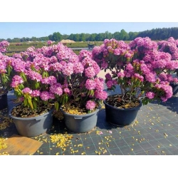 rododendrony 50 L, rhododendrons 50 container
