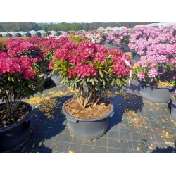 rododendrony 50 L, rhododendrons 50 container