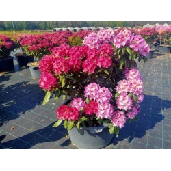 rododendrony 50 L, rhododendrons 50 container