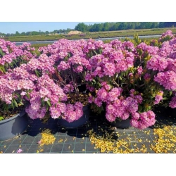 rododendrony 50 L, rhododendrons 50 container