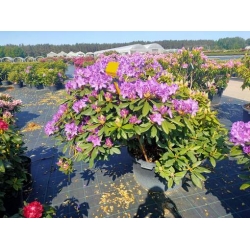 rododendrony 50 L, rhododendrons 50 container