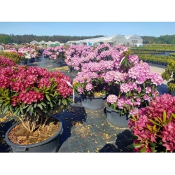 rododendrony 50 L, rhododendrons 50 container