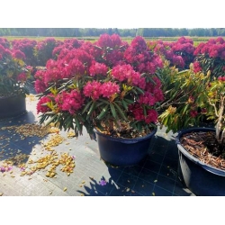 rododendrony 50 L, rhododendrons 50 container