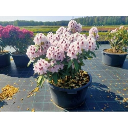 rododendrony 50 L, rhododendrons 50 container