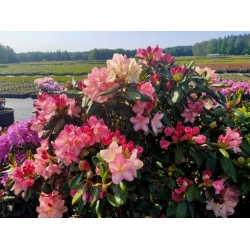 rododendrony 50 L, rhododendrons 50 container