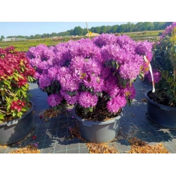 rododendrony 50 L, rhododendrons 50 container