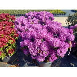 rododendrony 50 L, rhododendrons 50 container