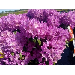 rododendrony 50 L, rhododendrons 50 container