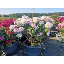 rododendrony 50 L, rhododendrons 50 container