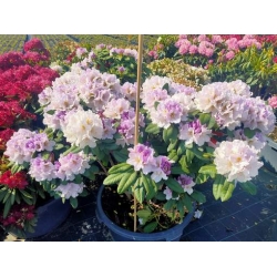 rododendrony 50 L, rhododendrons 50 container