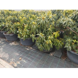 rododendrony 50 L, rhododendrons 50 container