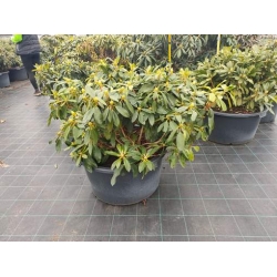 rododendrony 50 L, rhododendrons 50 container