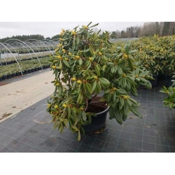 rododendrony 50 L, rhododendrons 50 container