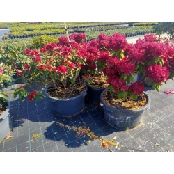 rododendrony 50 L, rhododendrons 50 container