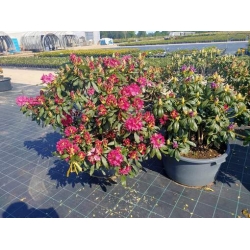rododendrony 50 L, rhododendrons 50 container