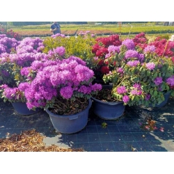 rododendrony 50 L, rhododendrons 50 container