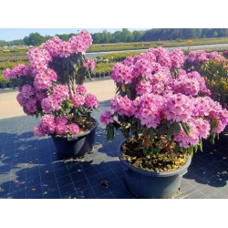 rododendrony 50 L, rhododendrons 50 container