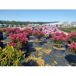 rododendrony 50 L, rhododendrons 50 container