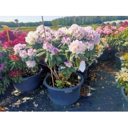 rododendrony 50 L, rhododendrons 50 container