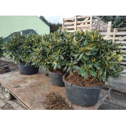 rododendrony 50 L, rhododendrons 50 container