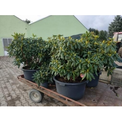 rododendrony 50 L, rhododendrons 50 container