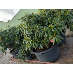 rododendrony 50 L, rhododendrons 50 container