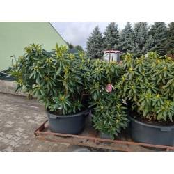 rododendrony 50 L, rhododendrons 50 container