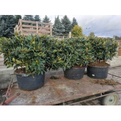 rododendrony 50 L, rhododendrons 50 container