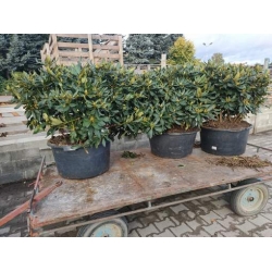 rododendrony 50 L, rhododendrons 50 container
