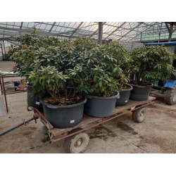 rododendrony 50 L, rhododendrons 50 container