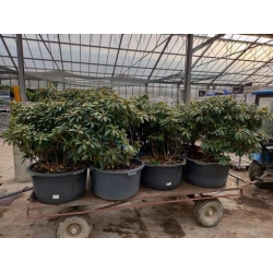 rododendrony 50 L, rhododendrons 50 container