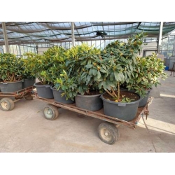 rododendrony 50 L, rhododendrons 50 container