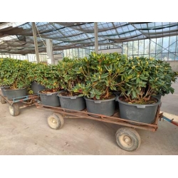 rododendrony 50 L, rhododendrons 50 container