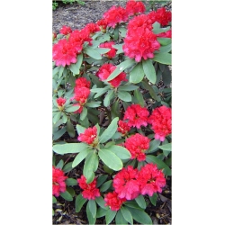 Rododendron Astrid 5 lat Roj1