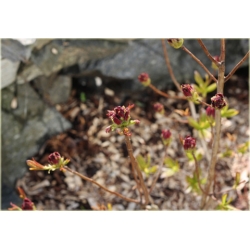 Rododendron Astrid 5 lat Roj1