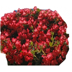 Rododendron Bad Eilsen Rop1