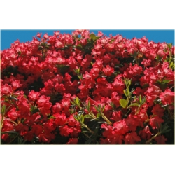 Rododendron Bad Eilsen 5 lat Rop1