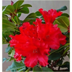 Rododendron Bad Eilsen 5 lat Rop1